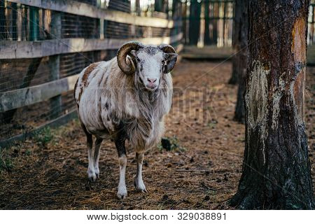 Group Of Mouflons, Ovis Gmelini Or Ovis Orientalis Walks Through A Mountains