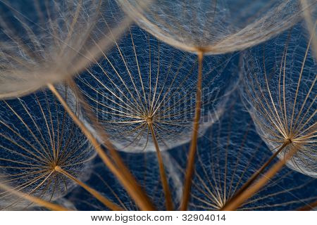 Dandilion เมล็ดกับพื้นสีน้ำเงิน