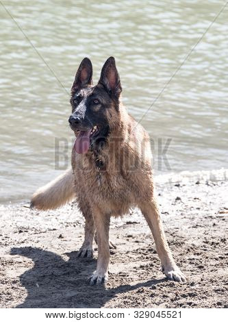 Alert Wet German Shepherd Dog Fun At Dog Swim At Howarth Park. Portrait On Lake