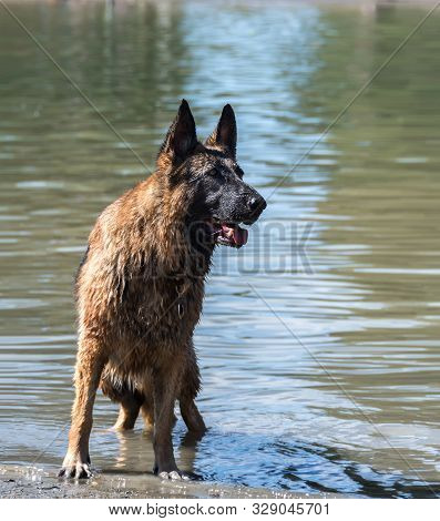 Alert Wet German Shepherd Dog Fun At Dog Swim At Howarth Park. Portrait On Lake