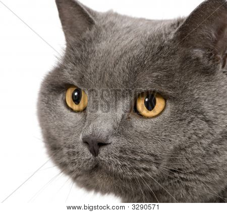 Chartreux