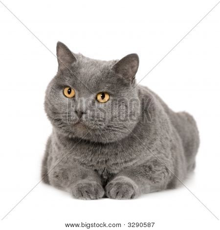 Chartreux
