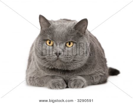 Chartreux
