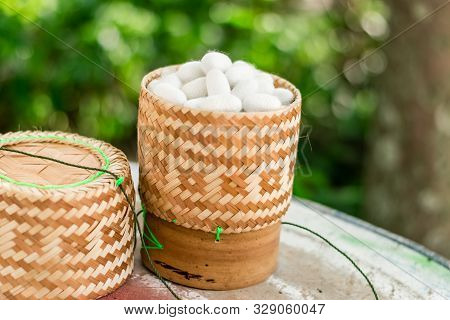 White Silk Cocoon In Kratib Glutinous Rice On Nature Background