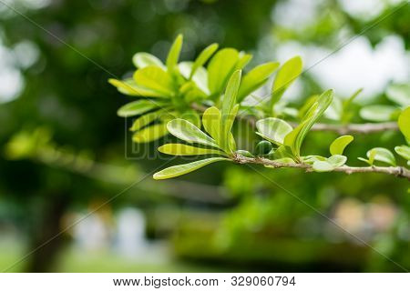 Green Leaves Of The Calabash Tree In The Park