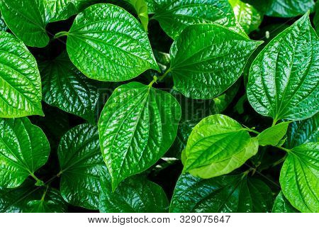 Wild Betel Leafbush Or Piper Sarmentosum Roxb, Thai Called Chaplo.