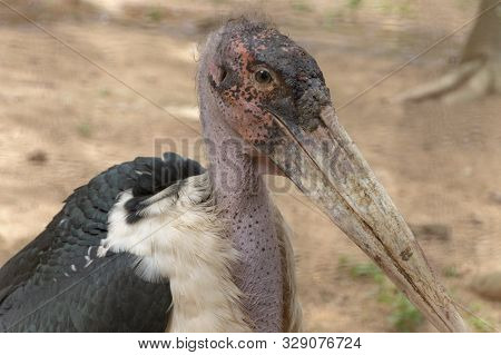 A Close Up View Of A Large Maribou Stork
