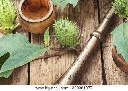 Datura In Herbal Medicine