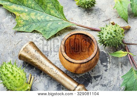 Datura In Herbal Medicine