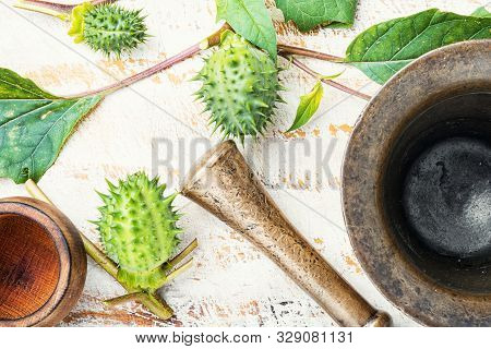 Datura In Herbal Medicine