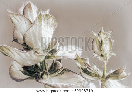 Sage - A Medicinal Plant With Antiseptic Action