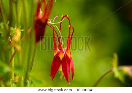 Colombina rossa cadenti