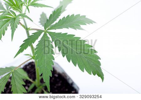Young Medicinal Marijuana Plant In A Pot With Earthen Soil  And Green Leaves On White Background,ind