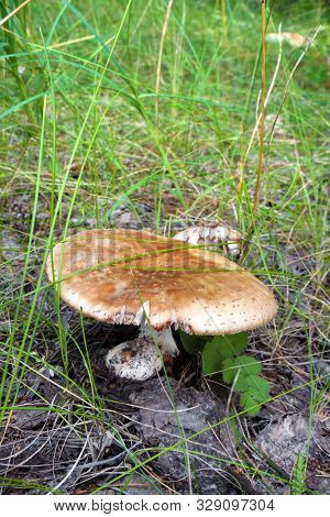 Wild Uneatable Mushroom In The Summer Forest