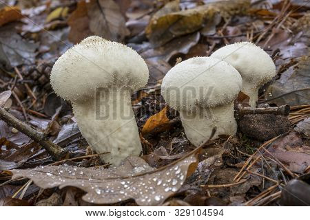 White Lycoperdon Perlatum On The Forest Floor With Autumnal Foliage