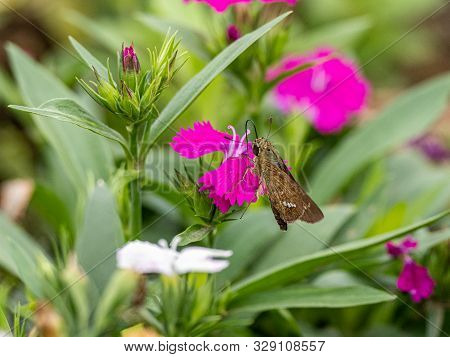 A Common Straight Swift Butterfly, Parnara Guttata, Feed On Nectar From Flowers In A Japanese Flower