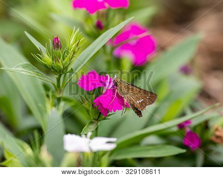 A Common Straight Swift Butterfly, Parnara Guttata, Feed On Nectar From Flowers In A Japanese Flower