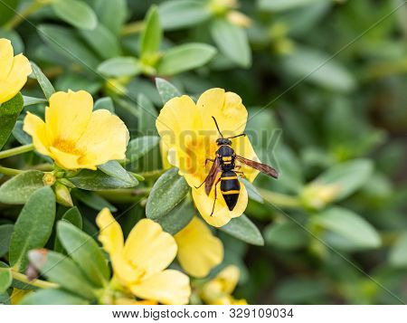 A Japanese Species Of Parancistrocerus Potter Wasp Feeds From Flowers In A Garden In Tachikawa, Japa