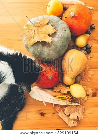 Cute Cat Sitting On Wooden Table With Pumpkins, Autumn Leaves, Apples, Pears, Corn, Nuts And Chestnu