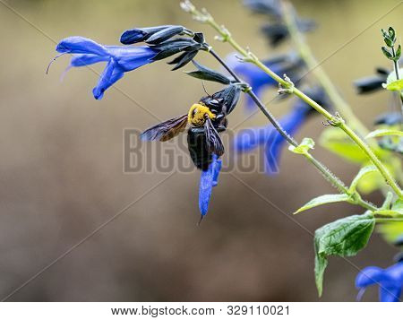 Japanese Carpenter Bee Xylocopa On Sage Flowers