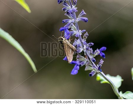A Common Straight Swift Butterfly, Parnara Guttata, Feed On Nectar From Flowers In A Japanese Flower