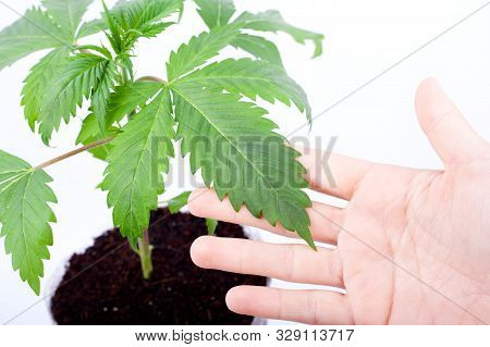 A Grover Examines The Leaves Of A Cannabis Plant For Disease,hand And Marijuana Leaf.