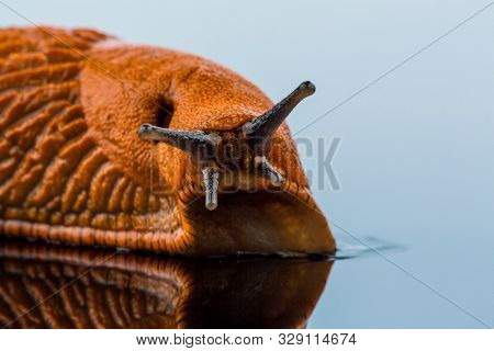 a nudibranch on white background