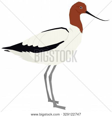Birds Collection Red-necked Avocet Vector Illustration Isolated Object Set