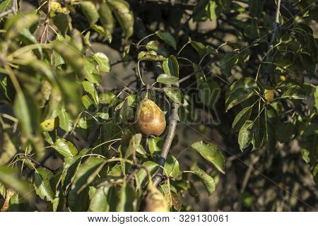 Yellow Overripe Pear In Foliage On An Autumn Tree. Uncollected Pear Fruit Hangs On Tree Branches Wit