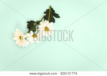 White Chrysanthemum With Copy Space On A Mint Background