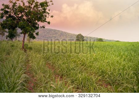 Landscape Green Sugar Farm With Thunder Storm