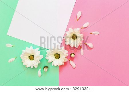 White Chrysanthemum With Copy Space On A Green And Pink Background