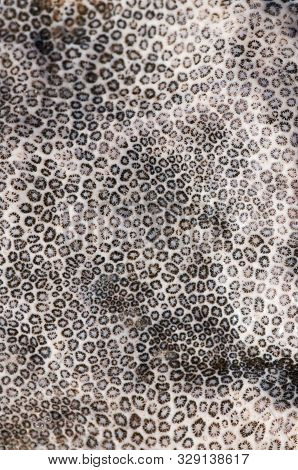 Natural Drawing Of Coastal Coral Stone. Natural Abstract Texture.