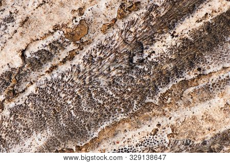 Natural Drawing Of Coastal Coral Stone. Natural Abstract Texture.