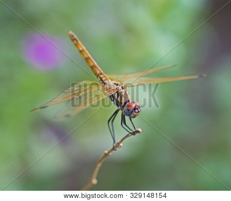 Closeup Macro Detail Of Red Eyed Dragonfly Pachydiplax Longipennis On Plant Stalk In Field Meadow