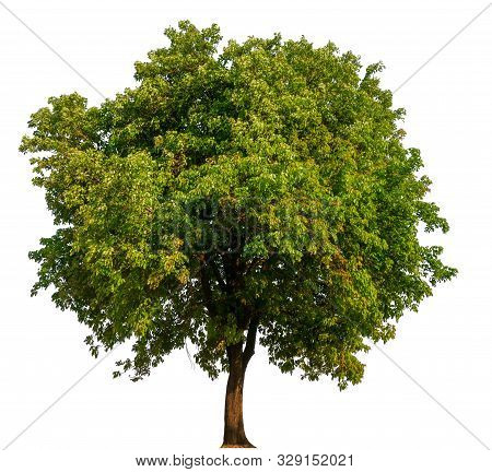 Isolated Single Tree