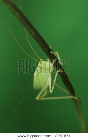 Grasshopper