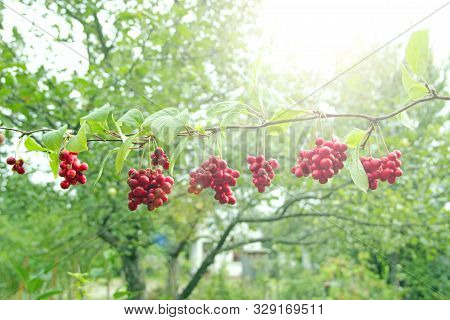 Ripe Fruits Of Red Schizandra With Green Leaves Hang In Sunny Rays In Garden