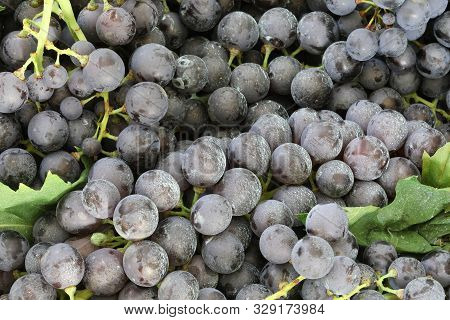 Background Of Many Red Grapes To Make Red Wine