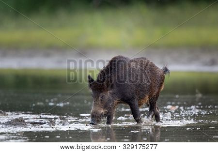Wild Boar (sus Scrofa Ferus) Walking Through Shallow Water In Forest. Wildlife In Natural Habitat