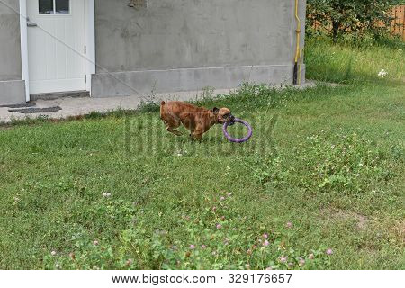Summer Outdoors Portrait Of Geman Boxer Dog On Hot Sunny Day. Brown Tiger With Brindle Colored Boxer