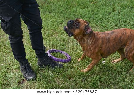Summer Outdoors Portrait Of Geman Boxer Dog On Hot Sunny Day. Brown Tiger With Brindle Colored Boxer