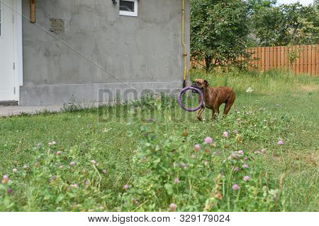 Summer Outdoors Portrait Of Geman Boxer Dog On Hot Sunny Day. Brown Tiger With Brindle Colored Boxer