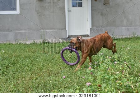 Summer Outdoors Portrait Of Geman Boxer Dog On Hot Sunny Day. Brown Tiger With Brindle Colored Boxer