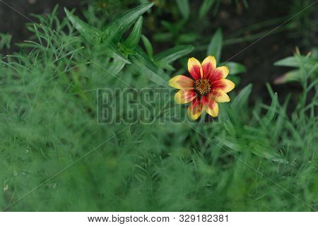 Beautiful Zinnia Flower In The Garden. Copy Space