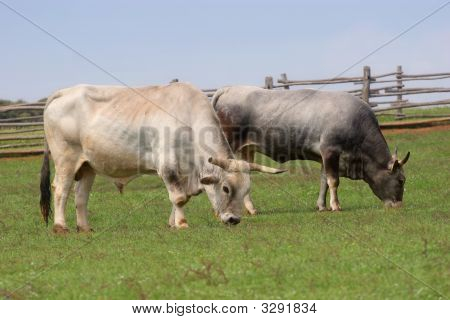 Vaches