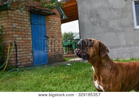 Summer Outdoors Portrait Of Geman Boxer Dog On Hot Sunny Day. Brown Tiger With Brindle Colored Boxer