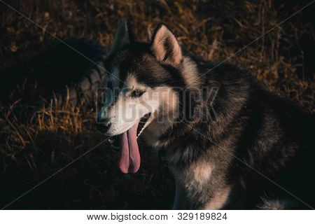 Adult And Large Dog Breed Siberian Husky For A Walk