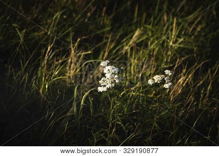 Autumn Plants. In Russia, In October In Rural Areas