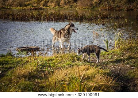 Puppies Breed Siberian Husky Black And White Gray.